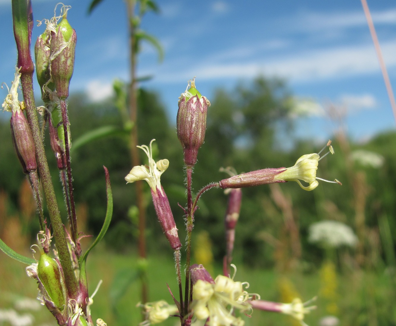 Image of Silene tatarica specimen.