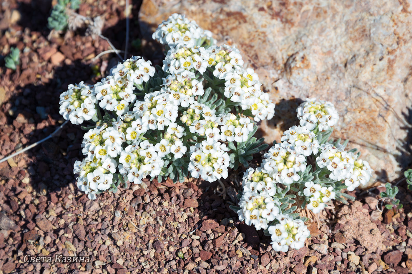 Image of Ptilotrichum canescens specimen.