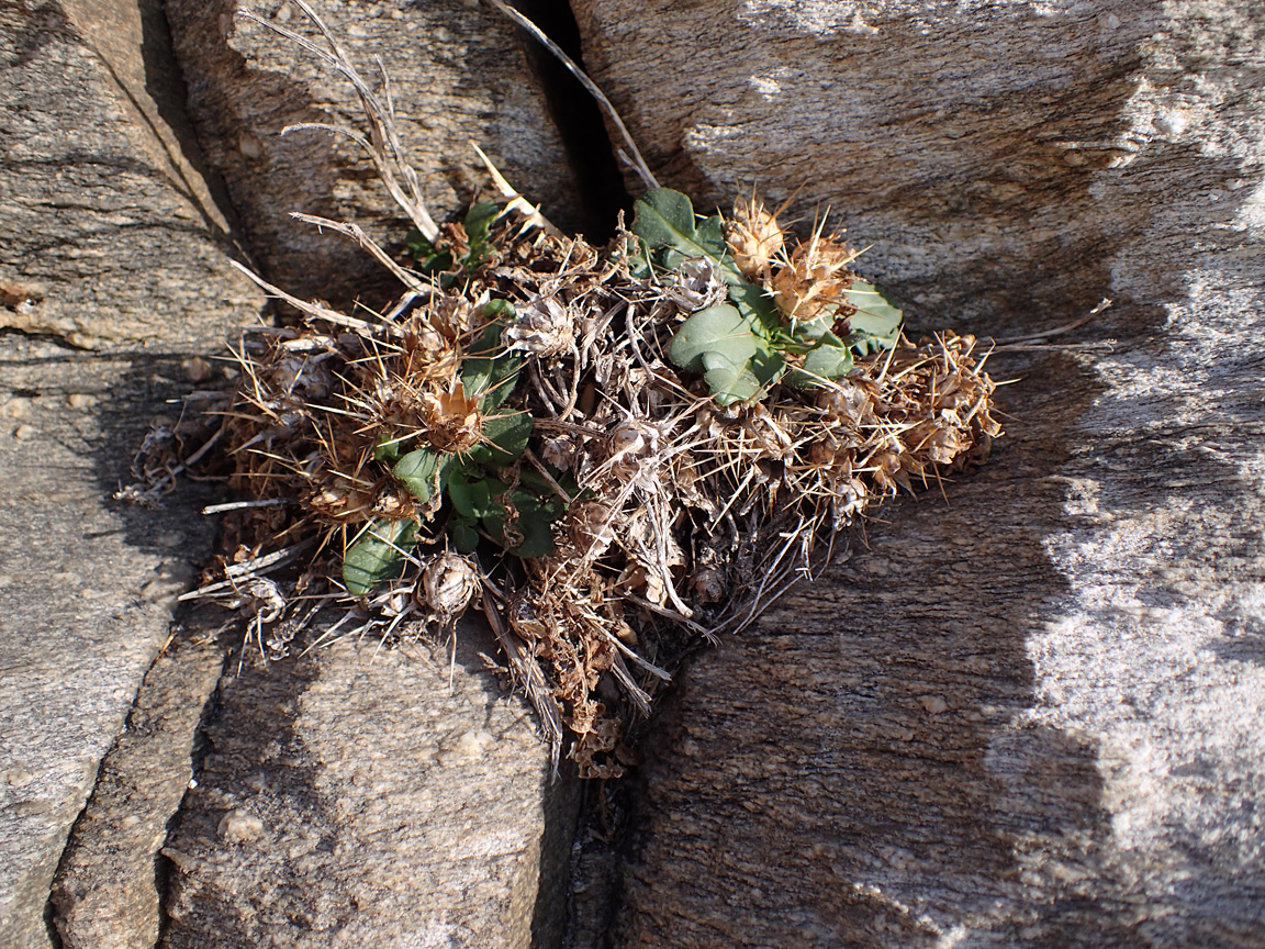 Image of Centaurea raphanina ssp. mixta specimen.