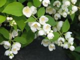 Philadelphus pubescens