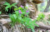 Lathyrus vernus