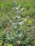 Salvia aethiopis