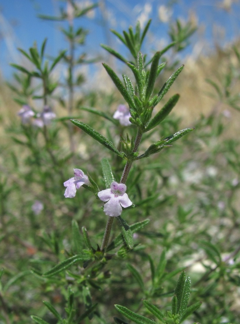 Image of Satureja hortensis specimen.