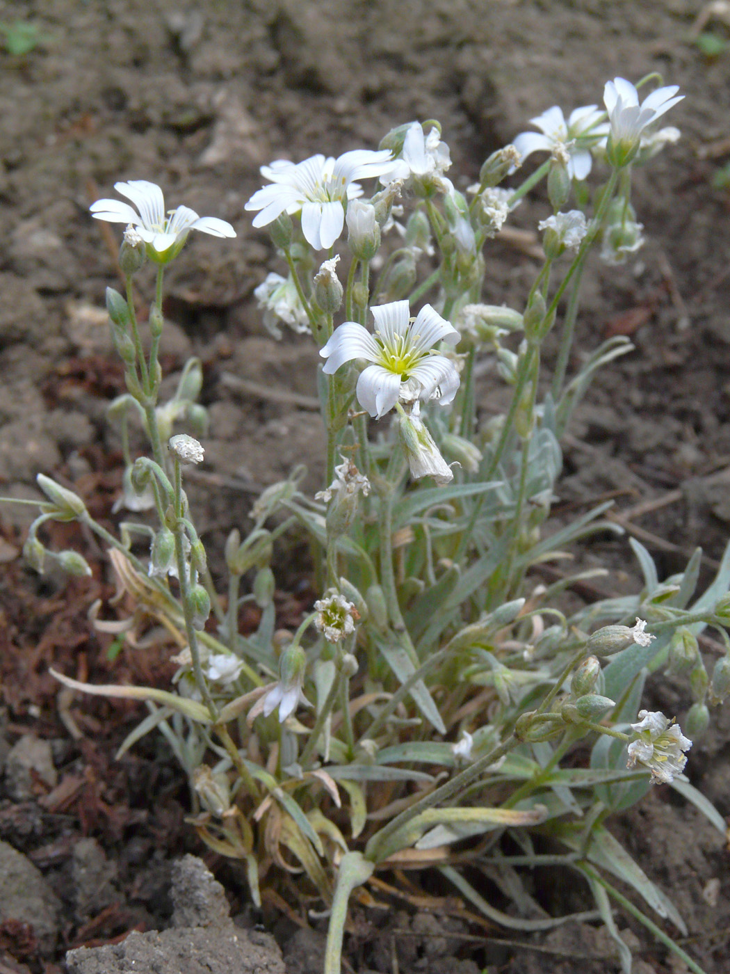 Изображение особи Cerastium argenteum.