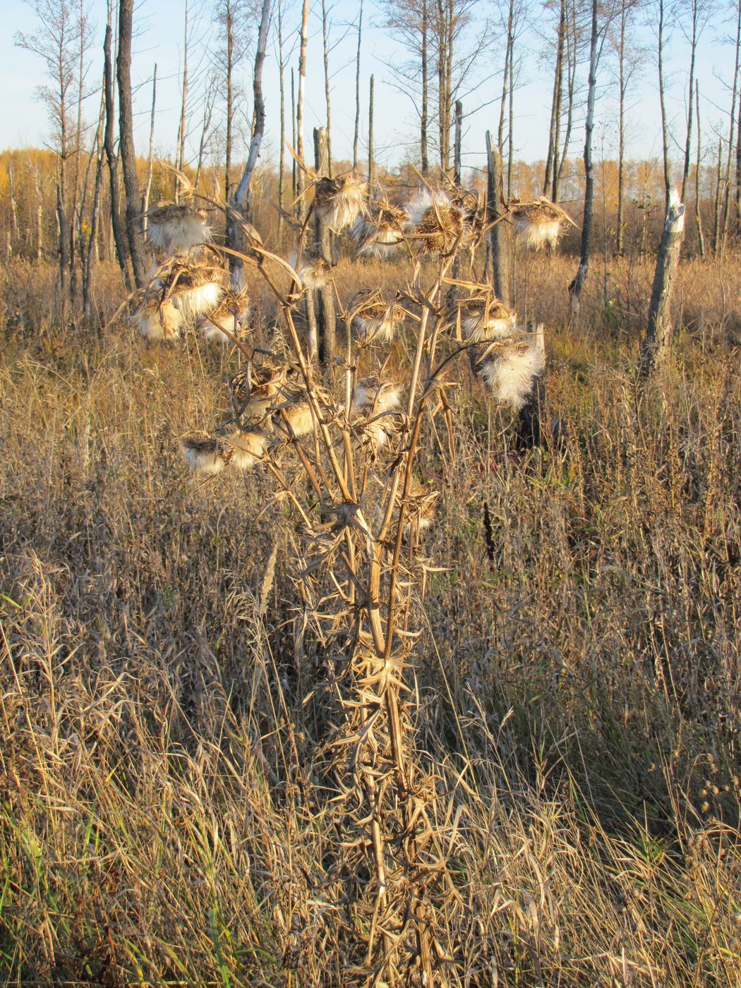 Image of Cirsium vulgare specimen.