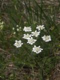 Chaerophyllum crinitum