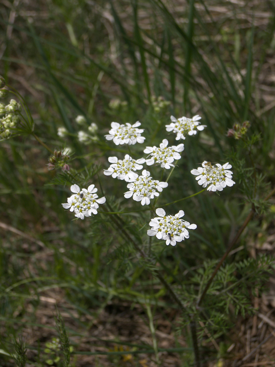 Image of Chaerophyllum crinitum specimen.