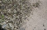 Alternanthera halimifolia. Ветки цветущего растения. Перу, регион La Libartad, археологический комплекс Chan Chan. 26.10.2019.