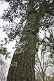 Pinus nigra. Часть ствола. Украина, г. Львов, дендропарк НЛТУ, у смотровой площадки, в культуре. 05.01.2020.