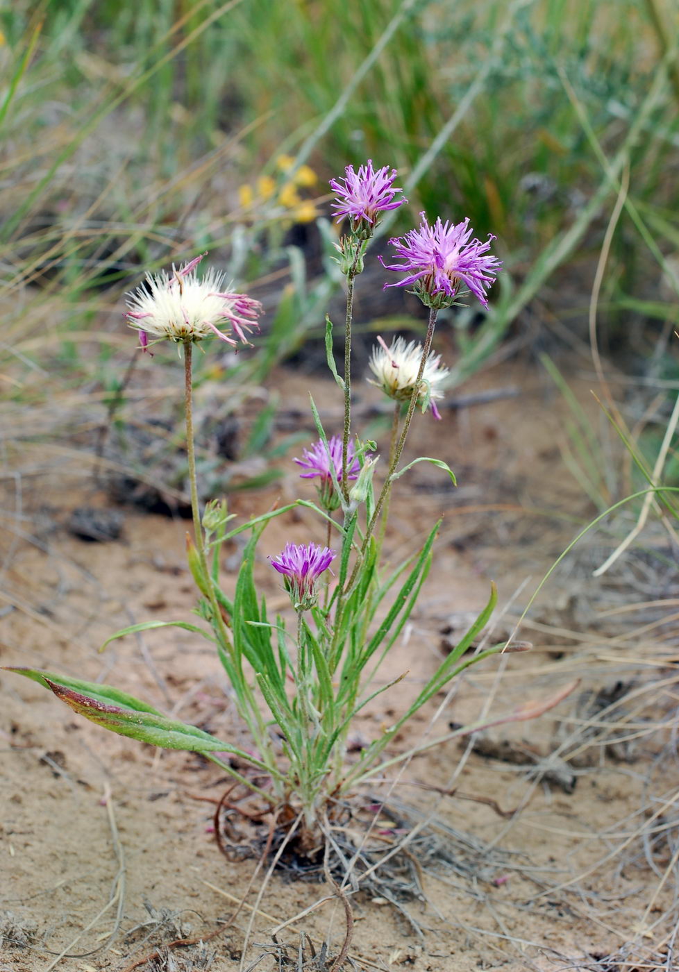 Image of genus Jurinea specimen.