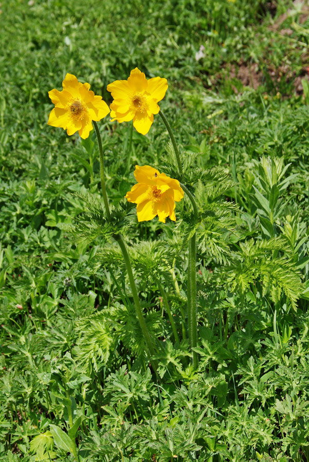 Image of Pulsatilla aurea specimen.