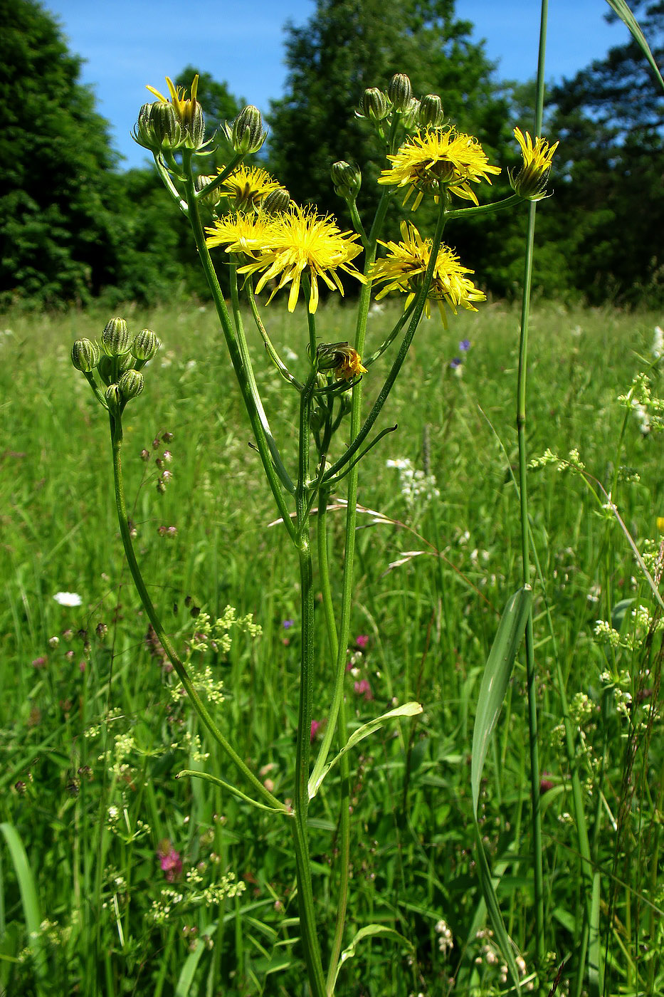 Image of Crepis biennis specimen.