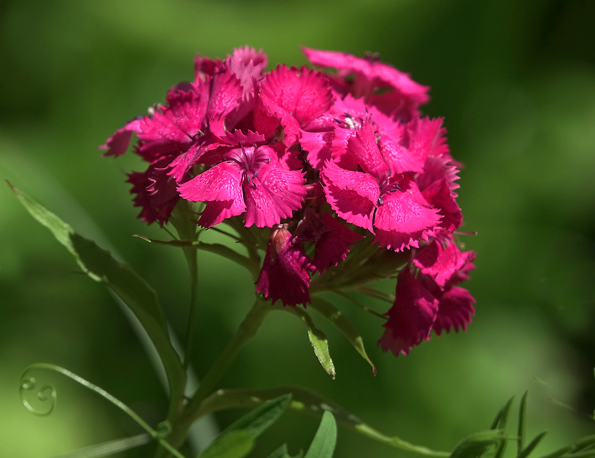 Изображение особи Dianthus barbatus.