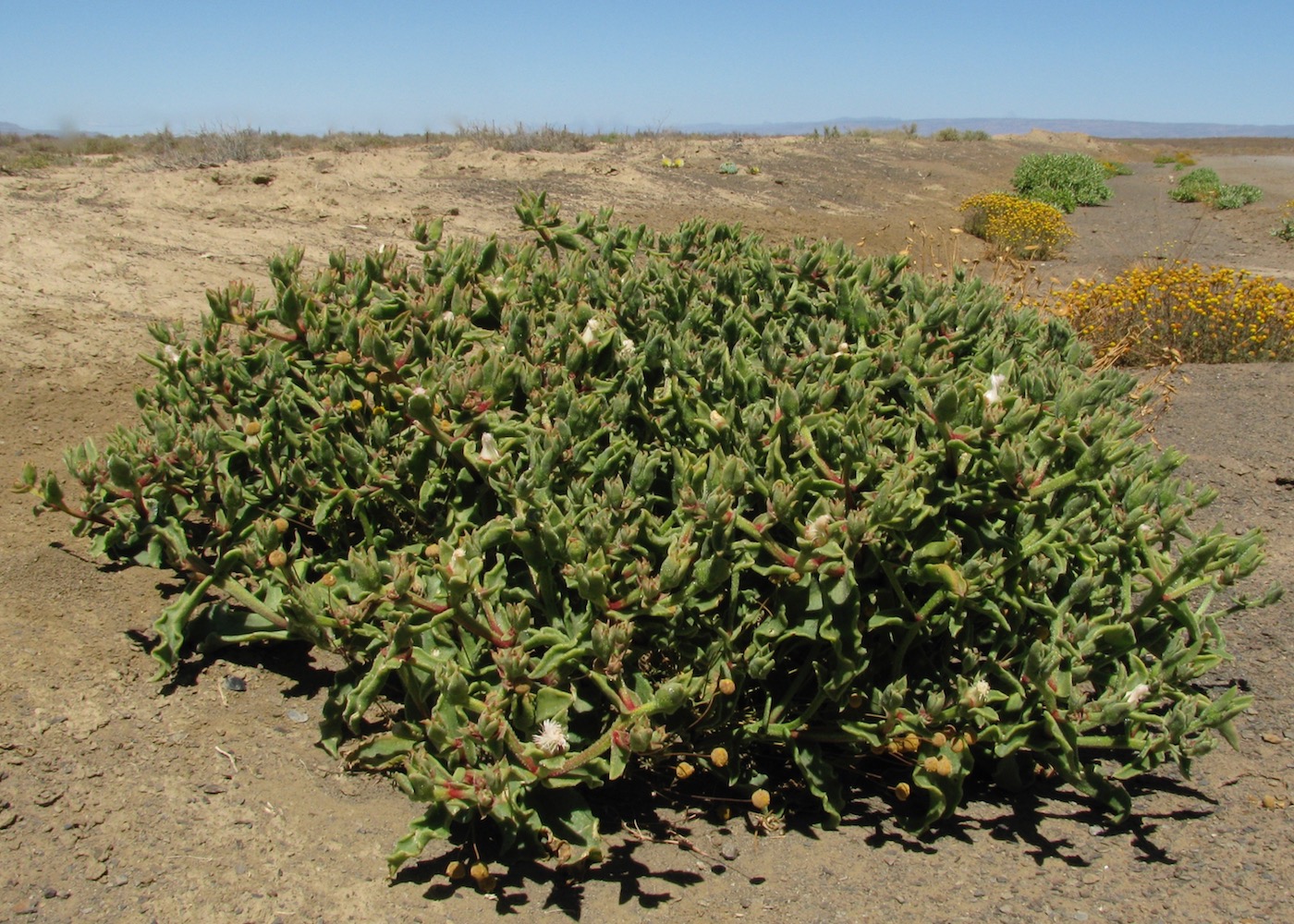 Image of Mesembryanthemum guerichianum specimen.