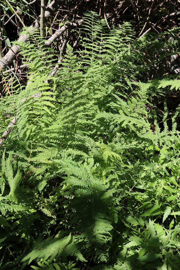 Image of Thelypteris palustris specimen.