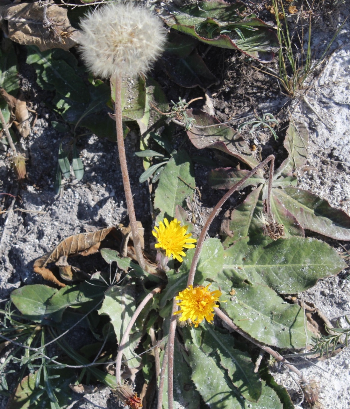 Image of Taraxacum serotinum specimen.