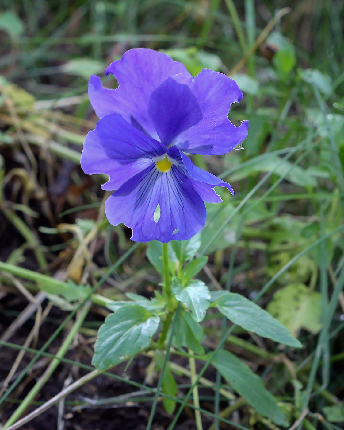 Image of Viola wittrockiana specimen.