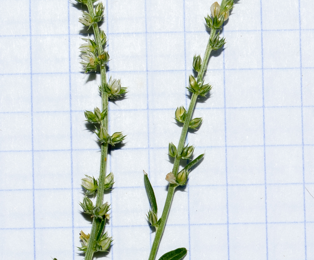 Image of Amaranthus tuberculatus specimen.