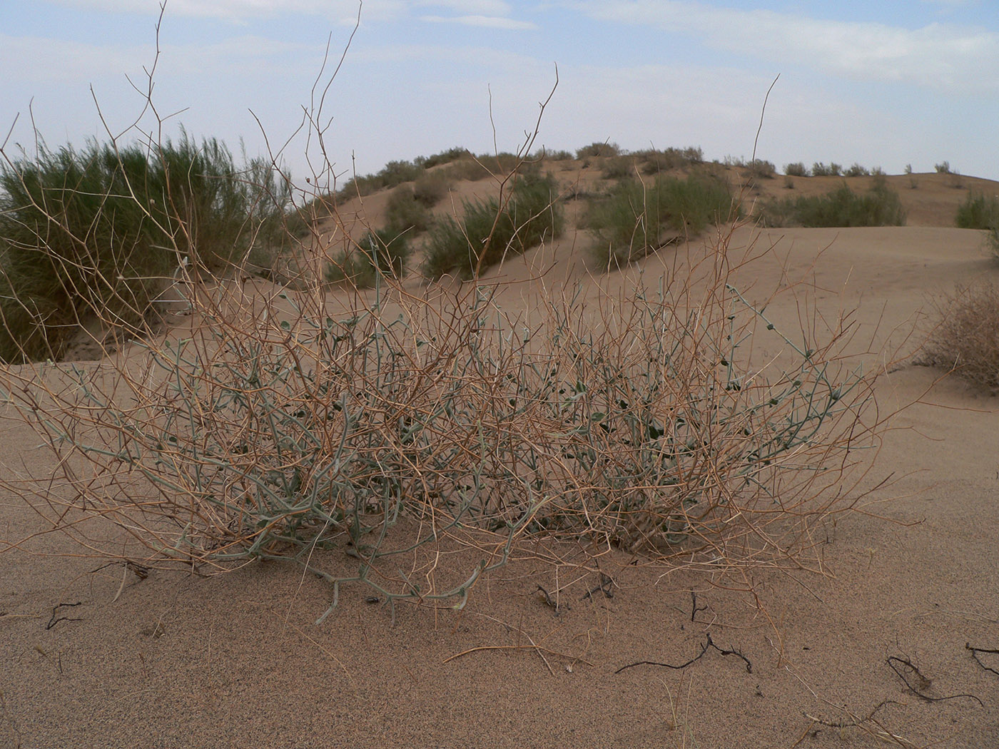 Image of genus Convolvulus specimen.