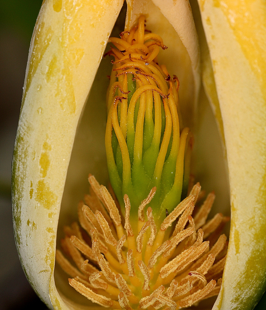 Image of Magnolia acuminata specimen.