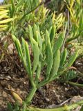 Crithmum maritimum