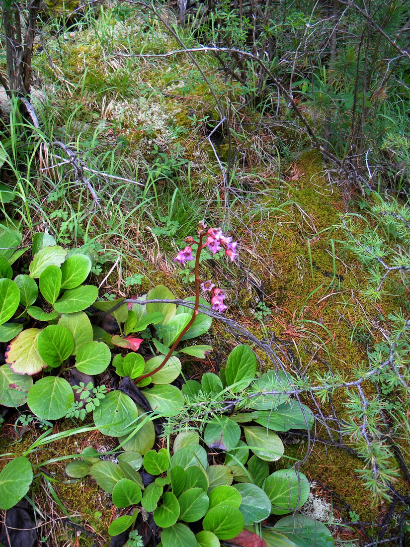 Image of Bergenia crassifolia specimen.