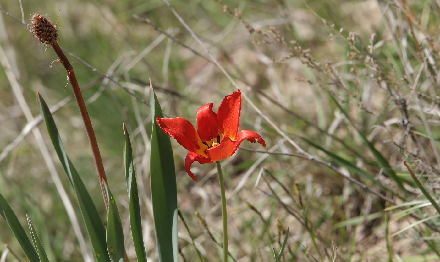 Изображение особи Tulipa ostrowskiana.