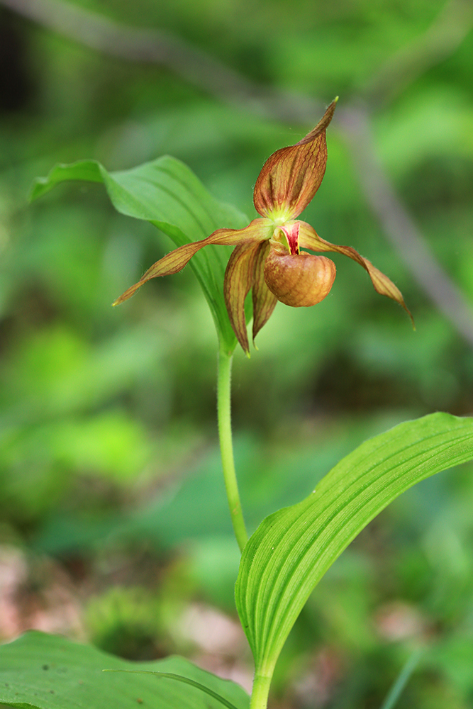 Image of Cypripedium shanxiense specimen.