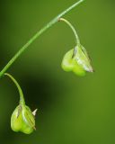 Polygala tenuifolia