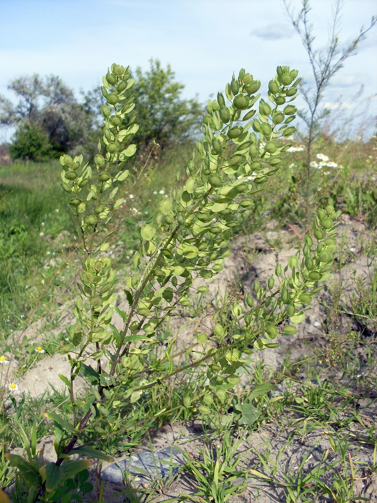 Image of Thlaspi arvense specimen.