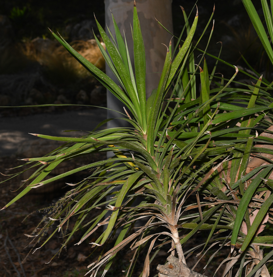 Image of Cordyline stricta specimen.