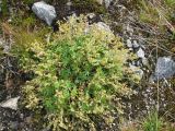 Alchemilla alpina. Цветущее растение. Норвегия, Ulvik, Finse, выс. 1222 м н.у.м., горная тундра. 14.09.2010.