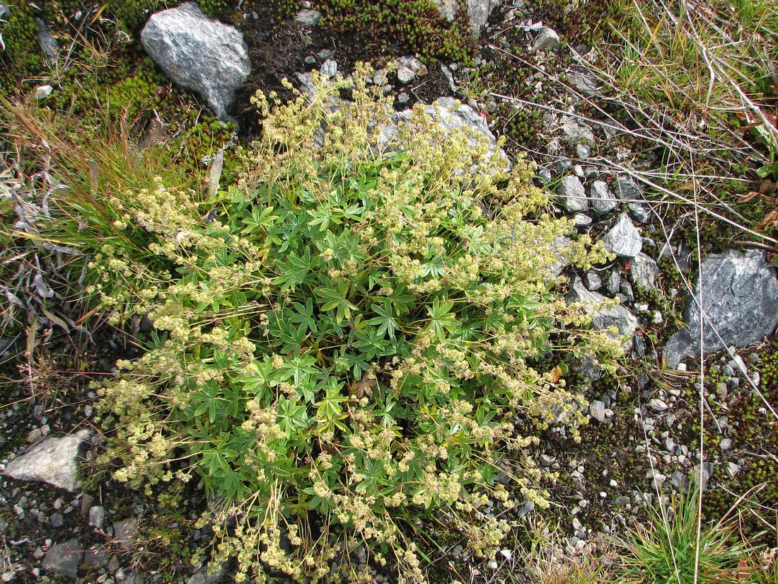 Image of Alchemilla alpina specimen.