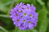 Primula auriculata. Соцветие в каплях дождя. Республика Северная Осетия-Алания, Ирафский р-н, Большой Кавказ, хр. Фастагдор, левый склон Караугомского ущелья, ≈ 2430 м н.у.м., влажный луг. 09.07.2021.