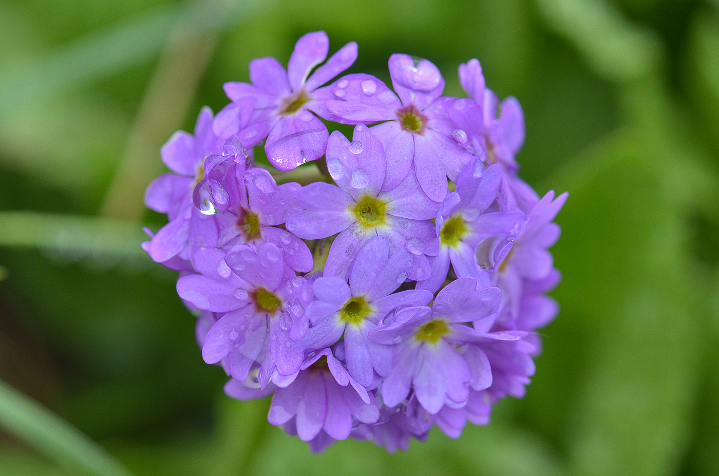 Image of Primula auriculata specimen.