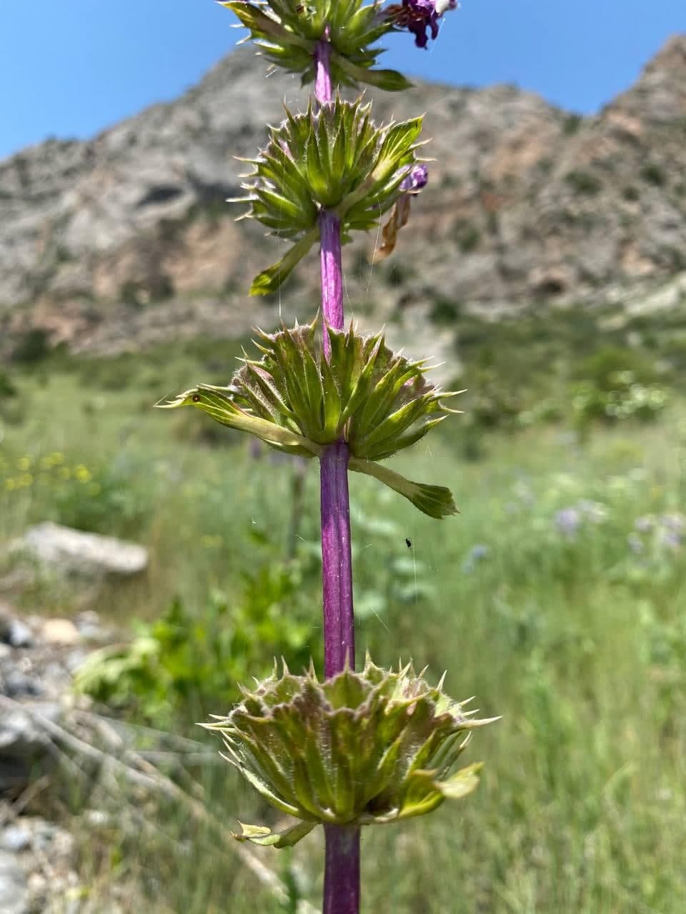 Image of Phlomoides lehmanniana specimen.