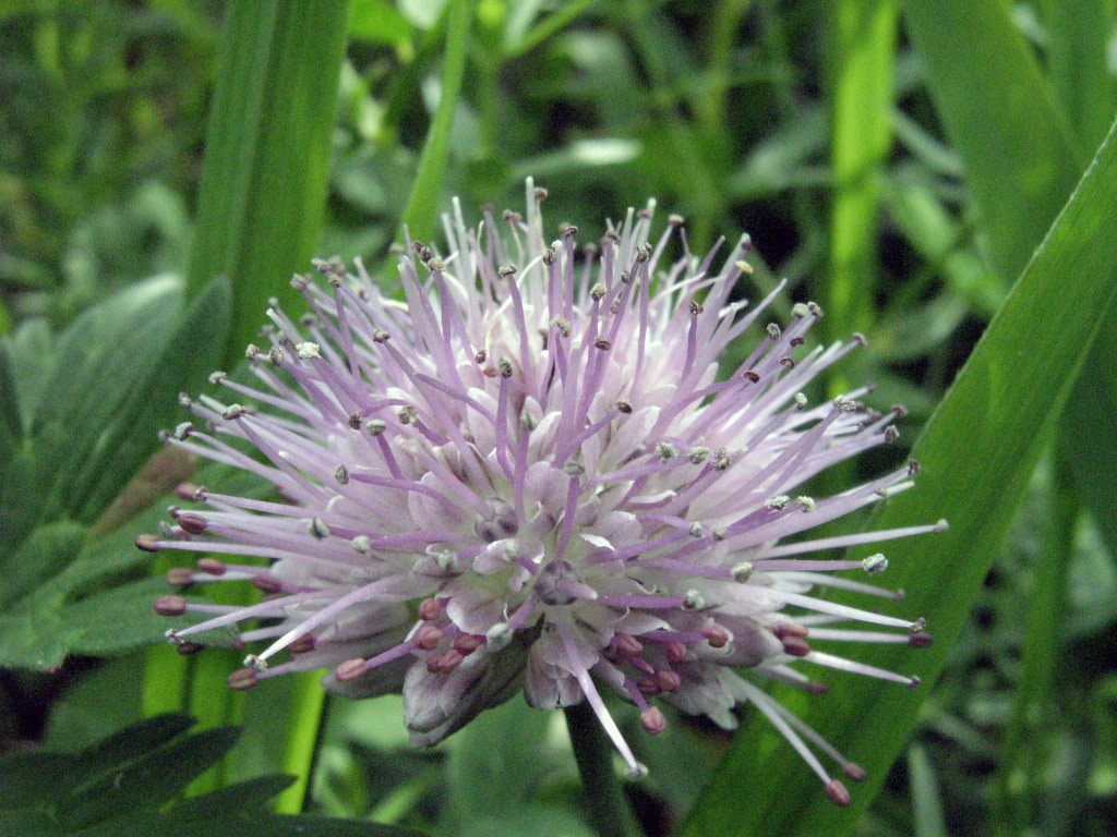 Image of Allium amblyophyllum specimen.