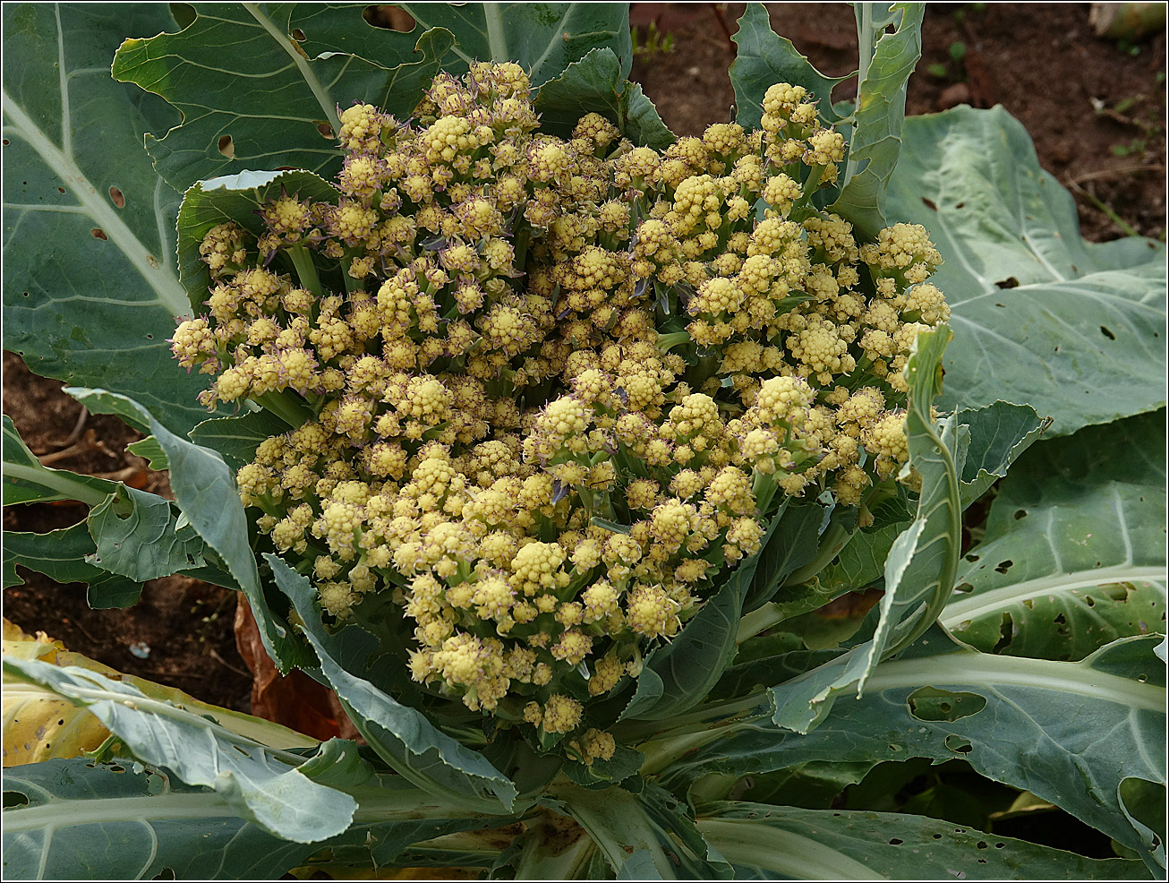 Image of Brassica oleracea var. botrytis specimen.