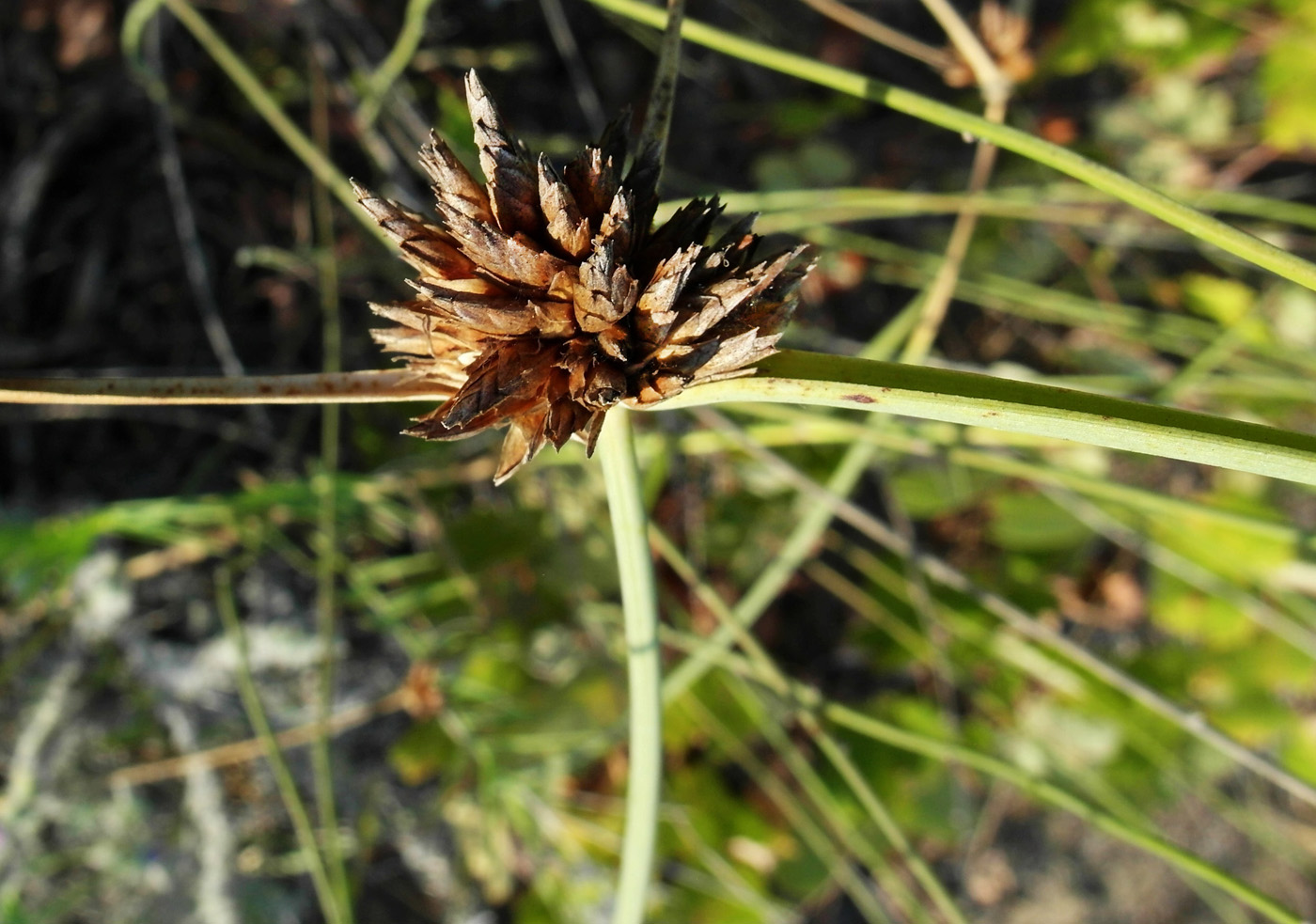 Image of Cyperus capitatus specimen.