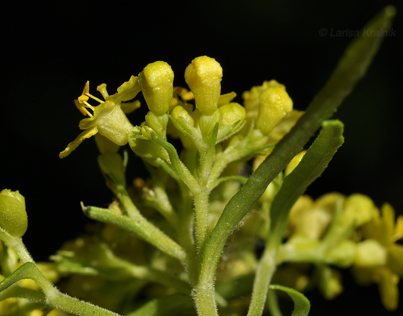 Image of Patrinia rupestris specimen.