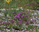 Thymus elenevskyi