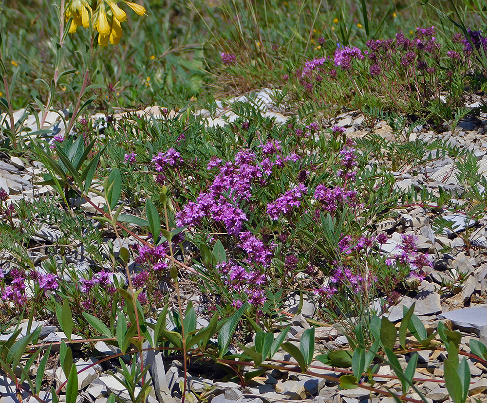 Изображение особи Thymus elenevskyi.