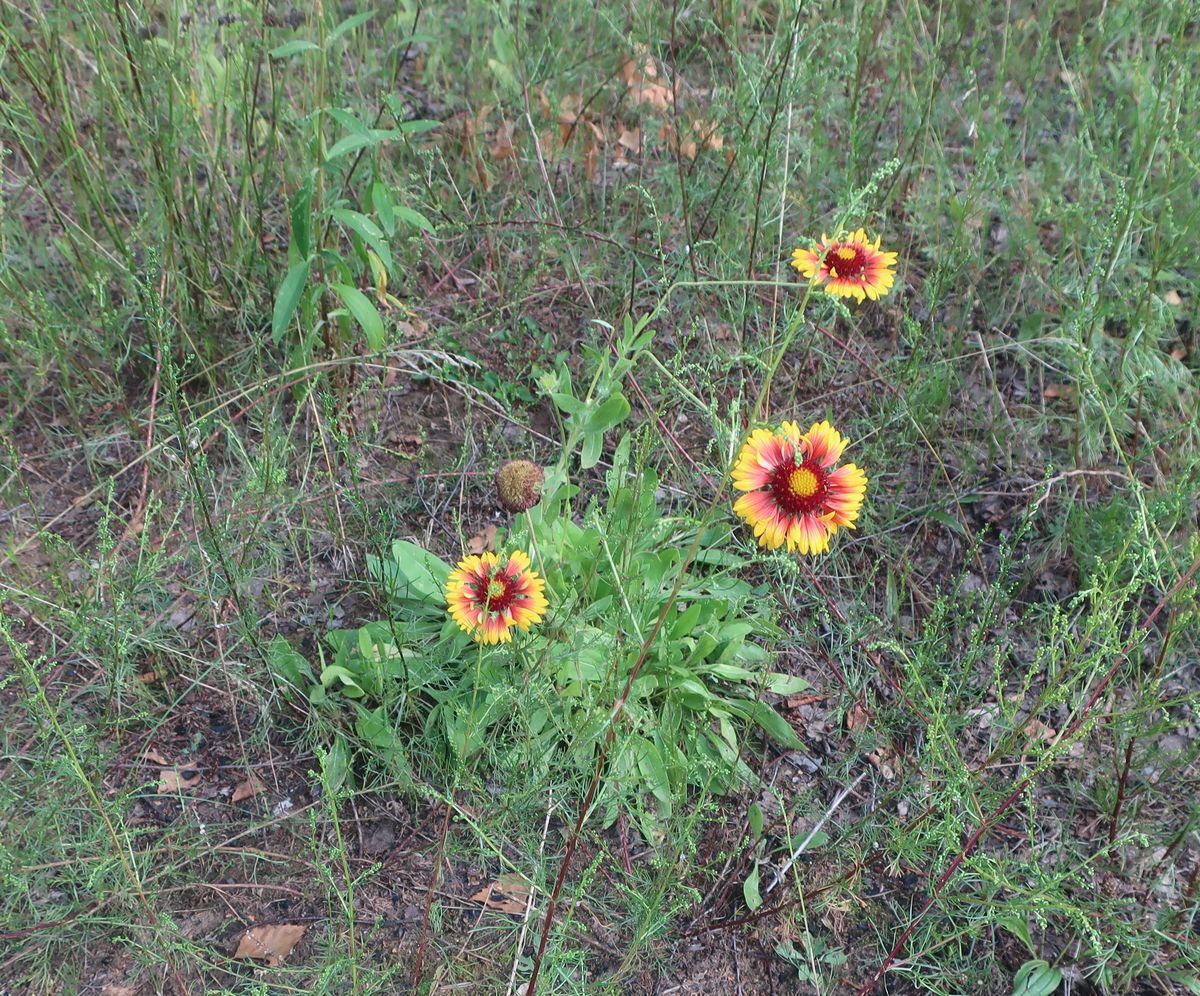 Изображение особи род Gaillardia.