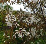 Amelanchier canadensis