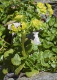 Chrysosplenium oppositifolium