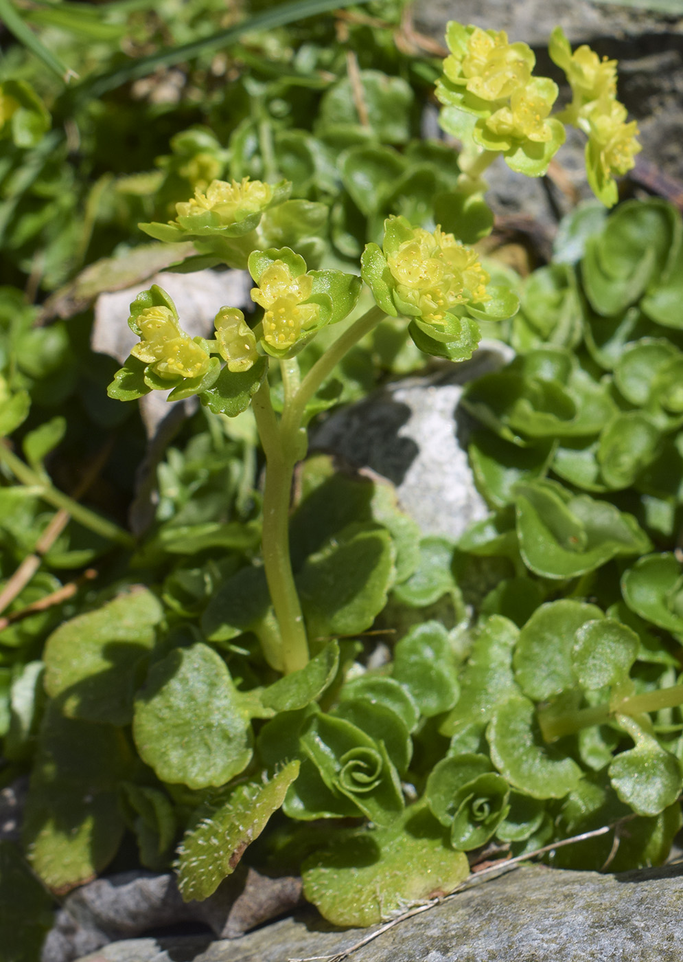 Image of Chrysosplenium oppositifolium specimen.