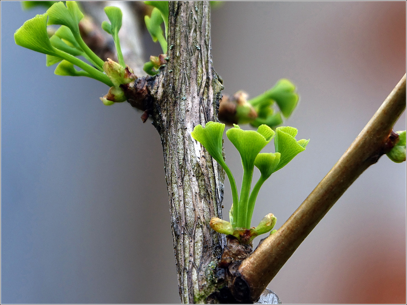 Image of Ginkgo biloba specimen.