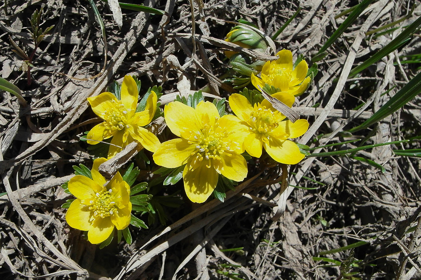 Image of Eranthis longistipitata specimen.