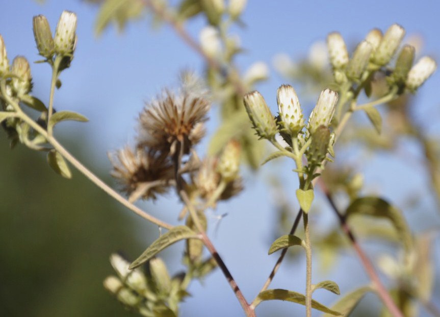 Image of Inula conyza specimen.