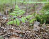 Смотреть изображение Gymnocarpium dryopteris